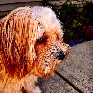 Meet your Posher, Boss